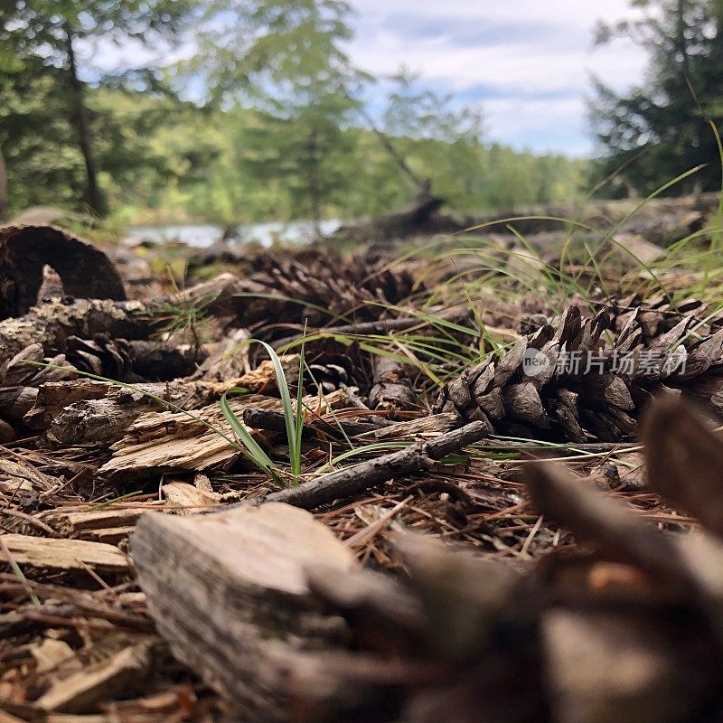 Scenes from a Forest  - Northeast USA - Ant’s Eye View